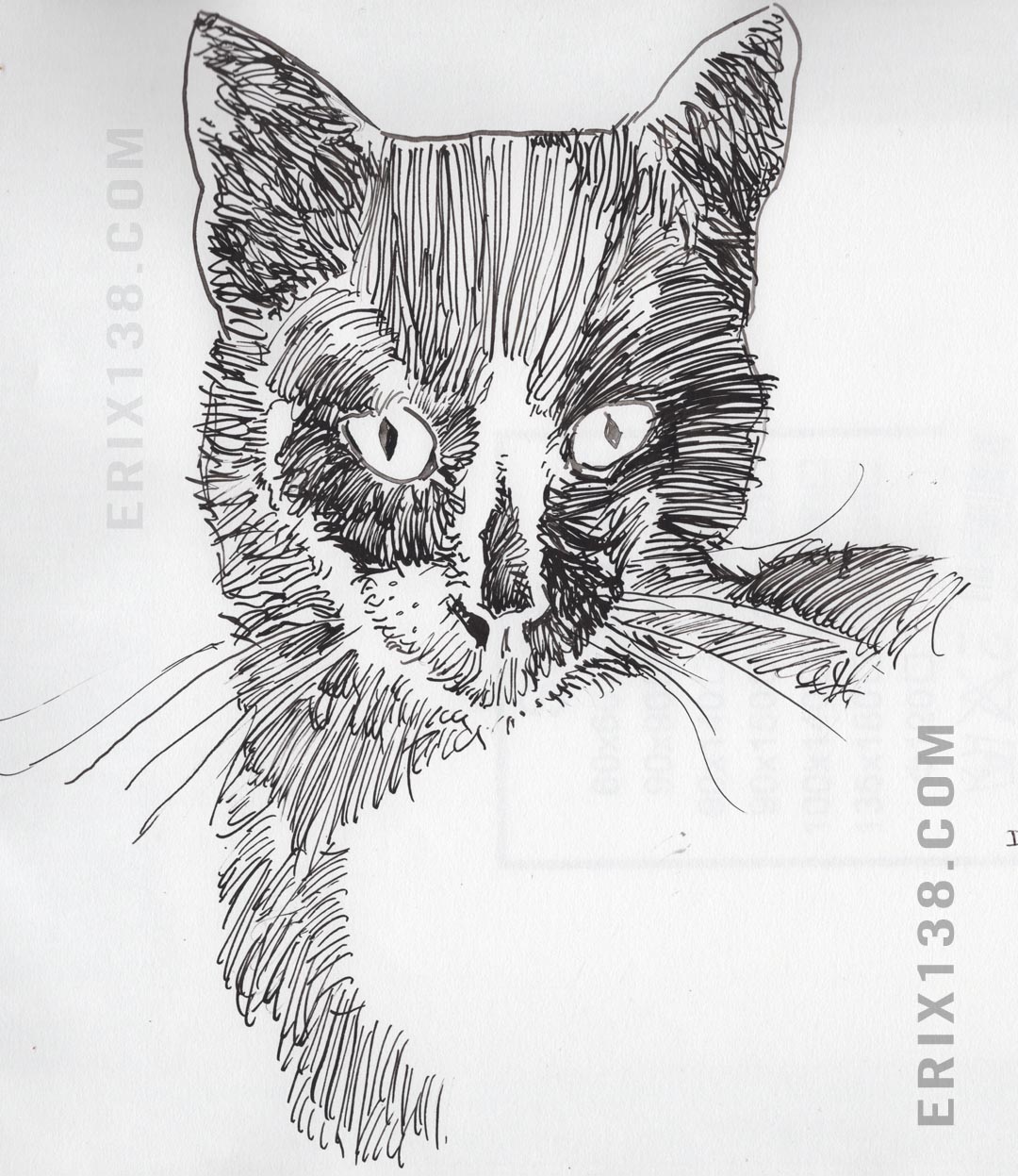 Peanut the Cat